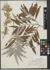 Foto von Salix viminalis L.